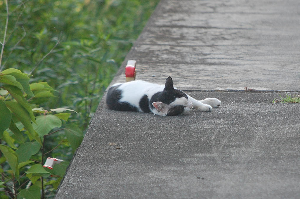 猫