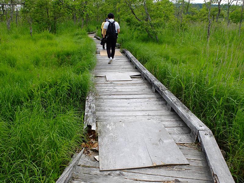釧路湿原木道散策