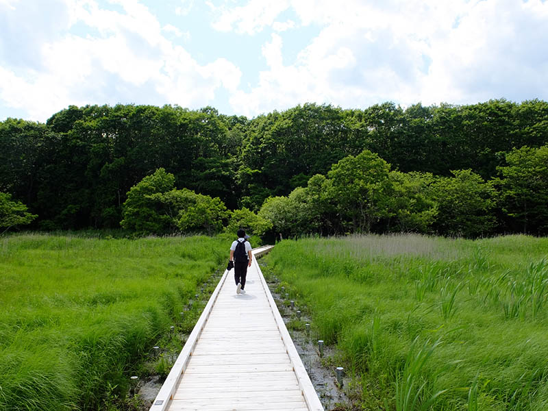 釧路湿原木道散策