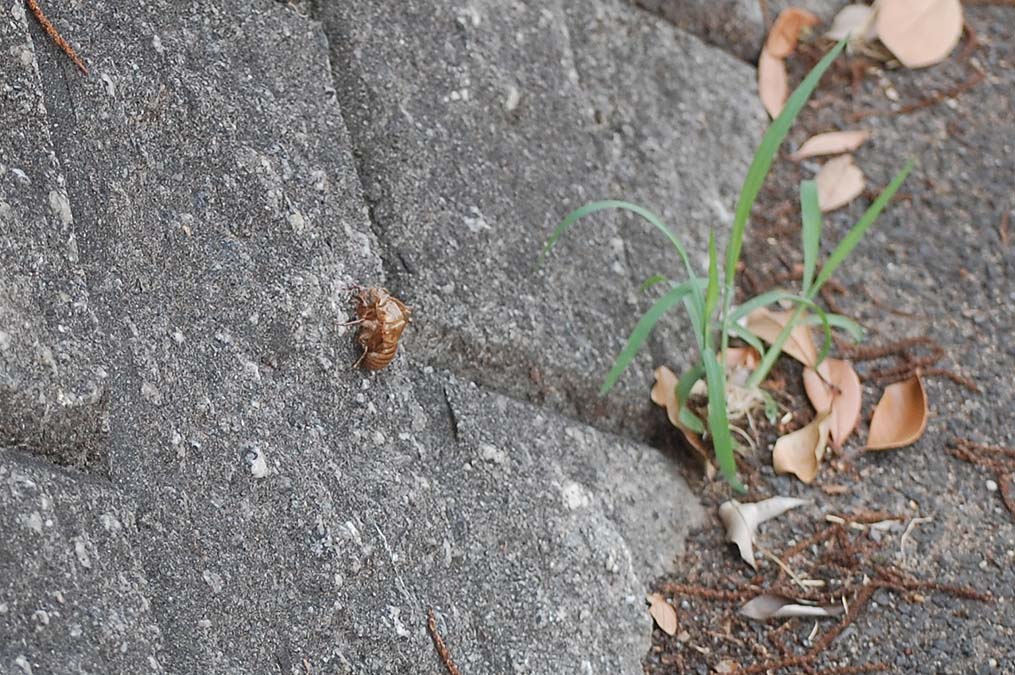 セミの幼虫の抜け殻