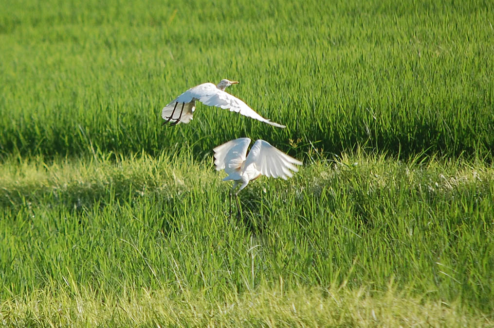 アマサギ