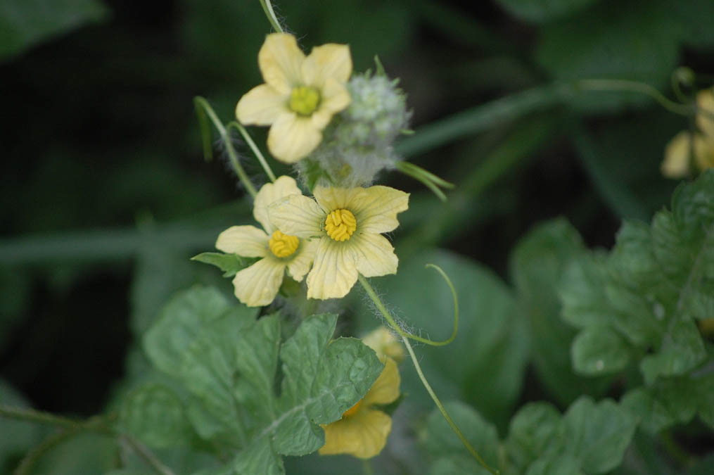 スイカの花