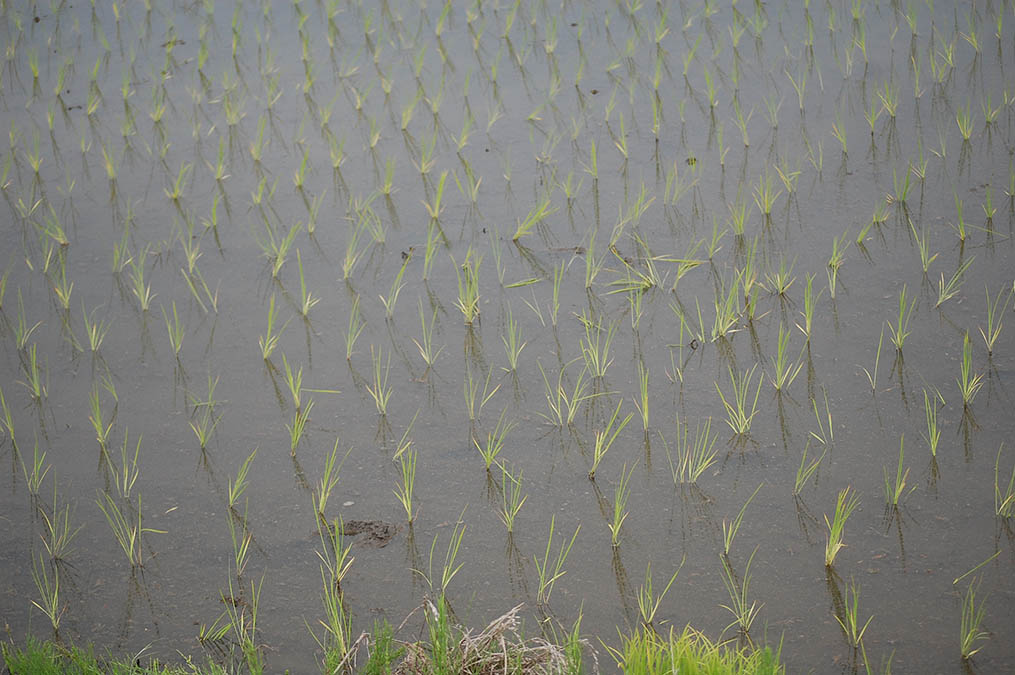 バラ焼き
