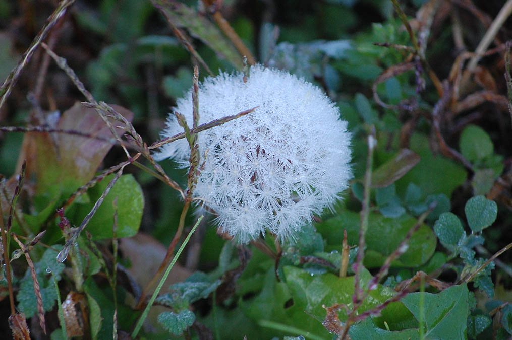 濡れたタンポポの綿毛