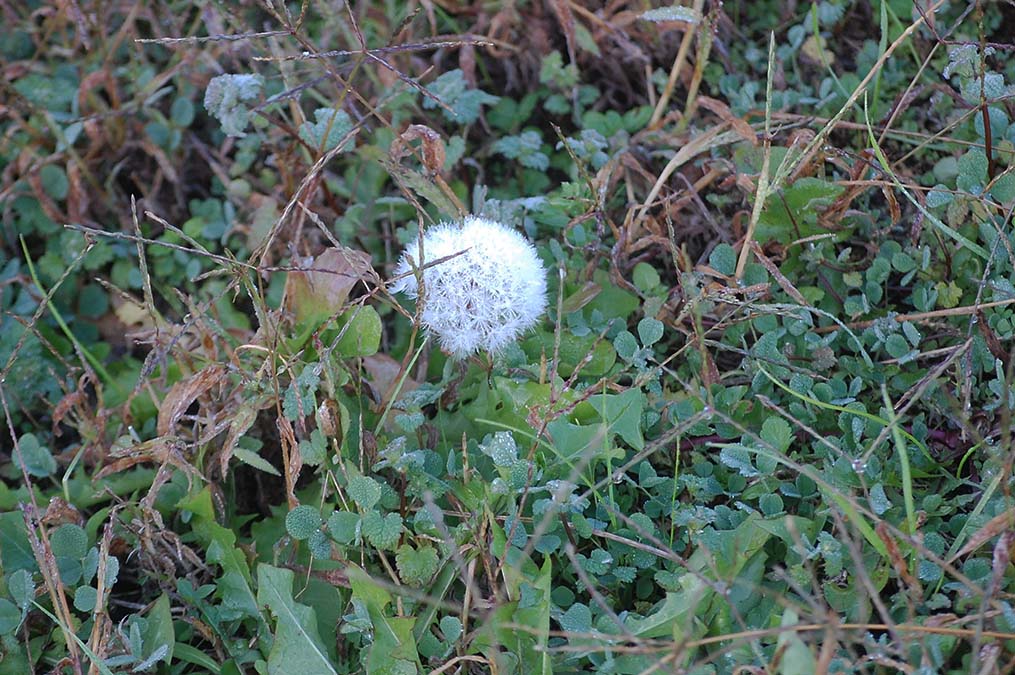 濡れたタンポポの綿毛