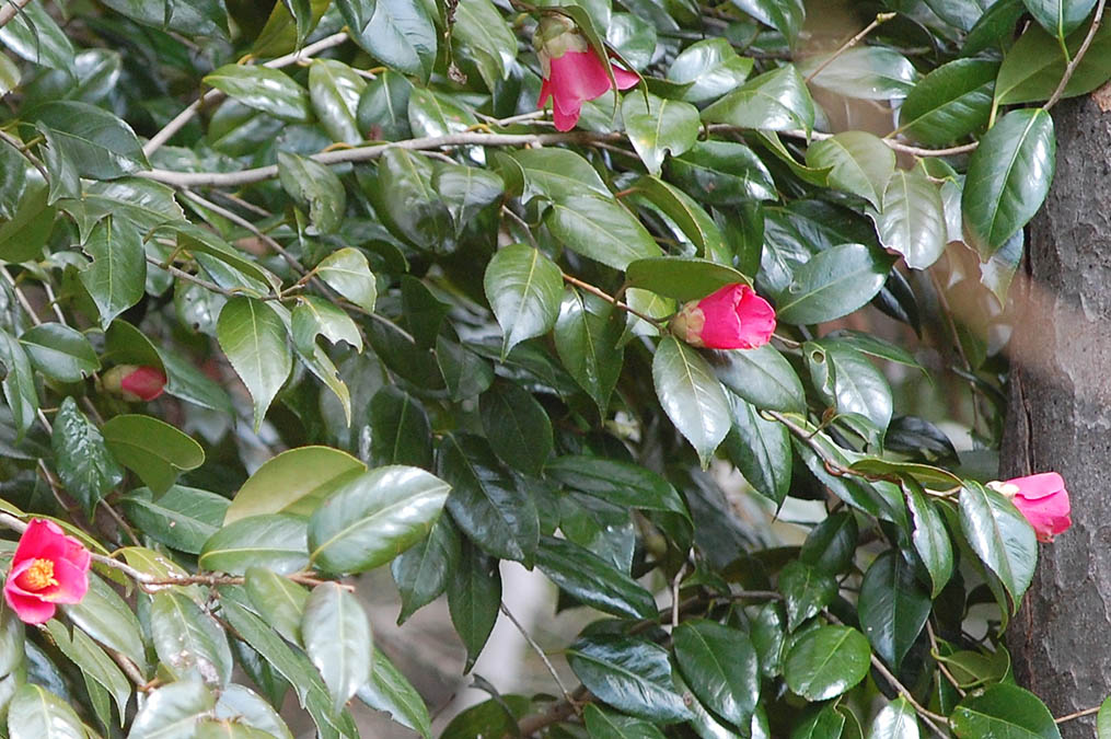 椿の花