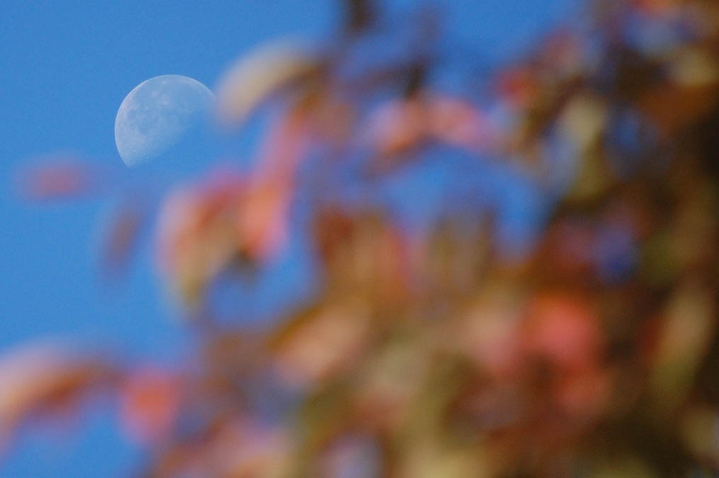 紅葉と月