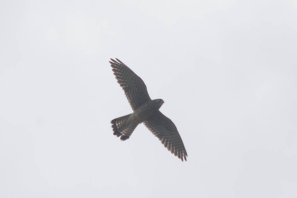 チョウゲンボウ