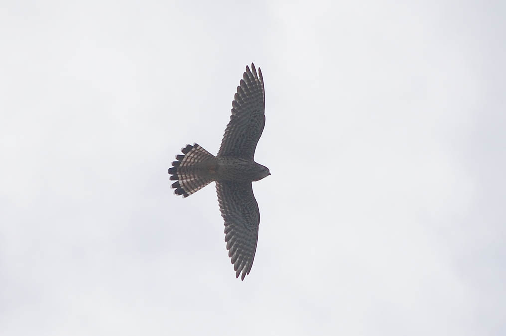 チョウゲンボウ