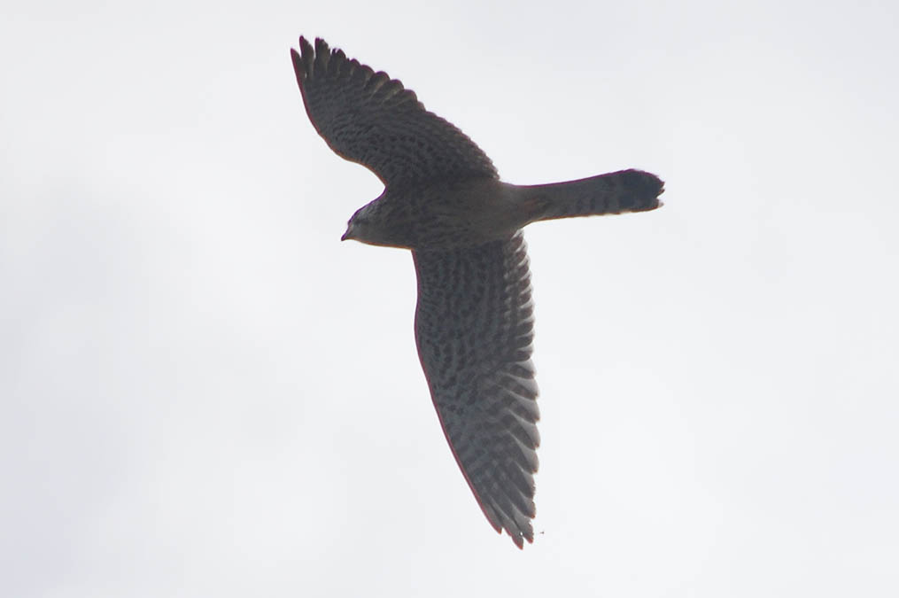 チョウゲンボウ