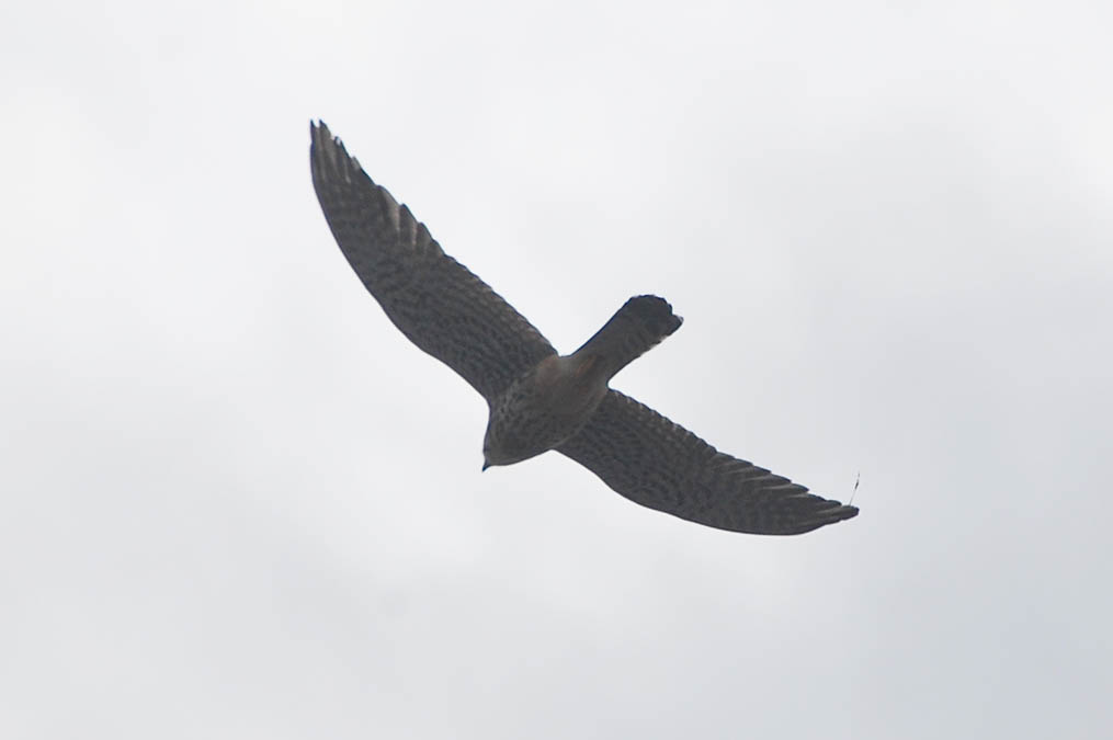 チョウゲンボウ