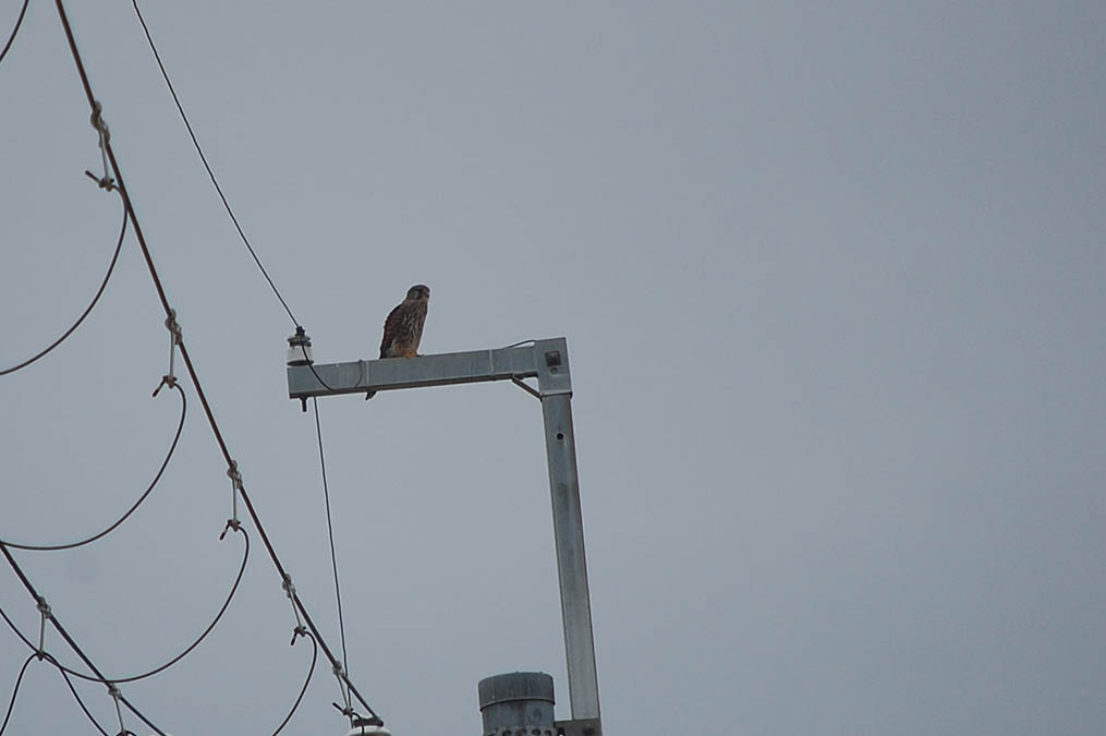 チョウゲンボウ
