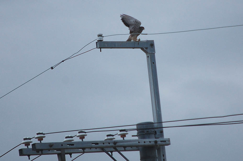 チョウゲンボウ