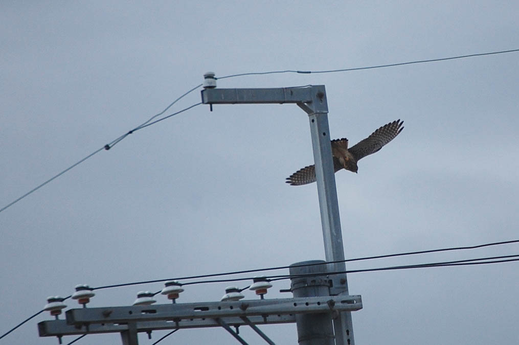 チョウゲンボウ