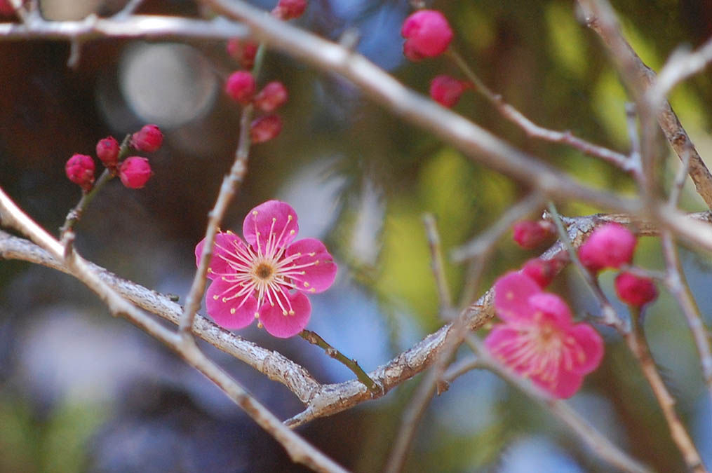 梅の花