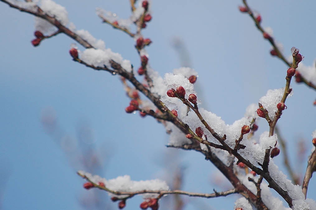 梅のつぼみに雪
