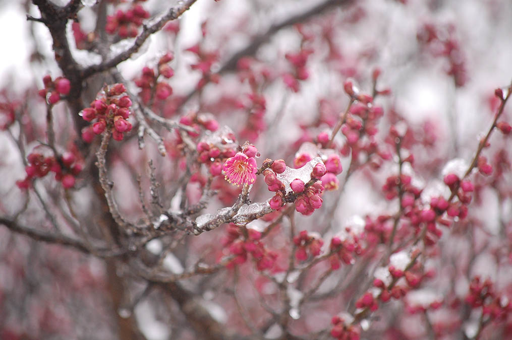 紅梅のつぼみに雪