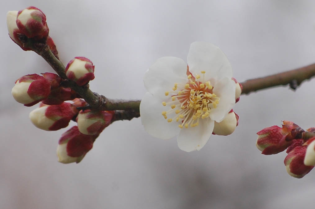 梅の花