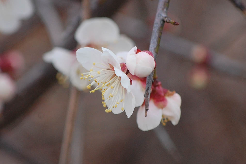 梅の花