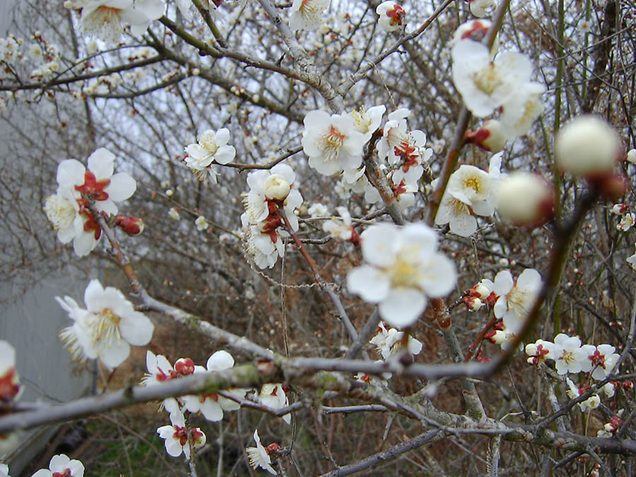 梅の花