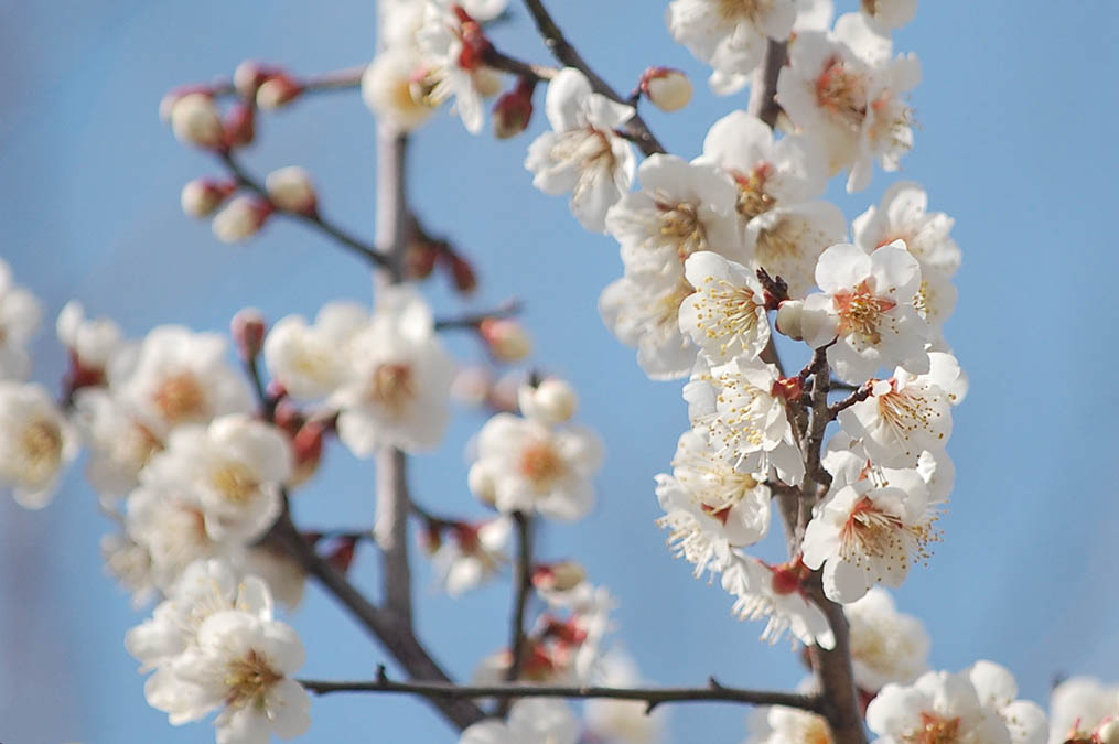 梅の花