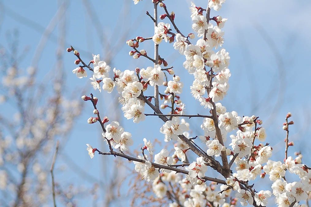 梅の花