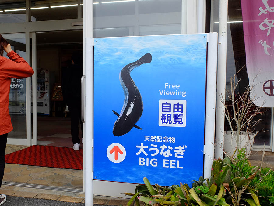 池田湖と大うなぎ