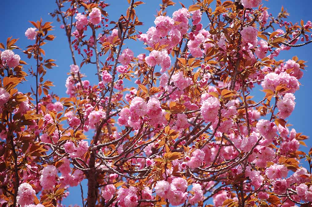 八重桜