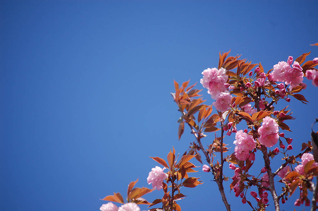 八重桜