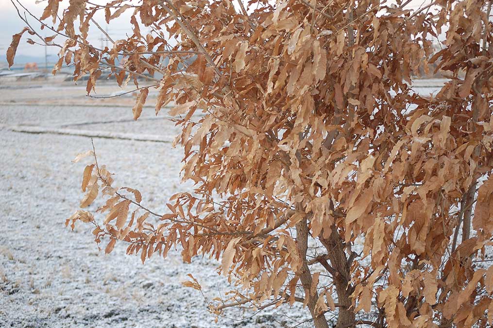 雪