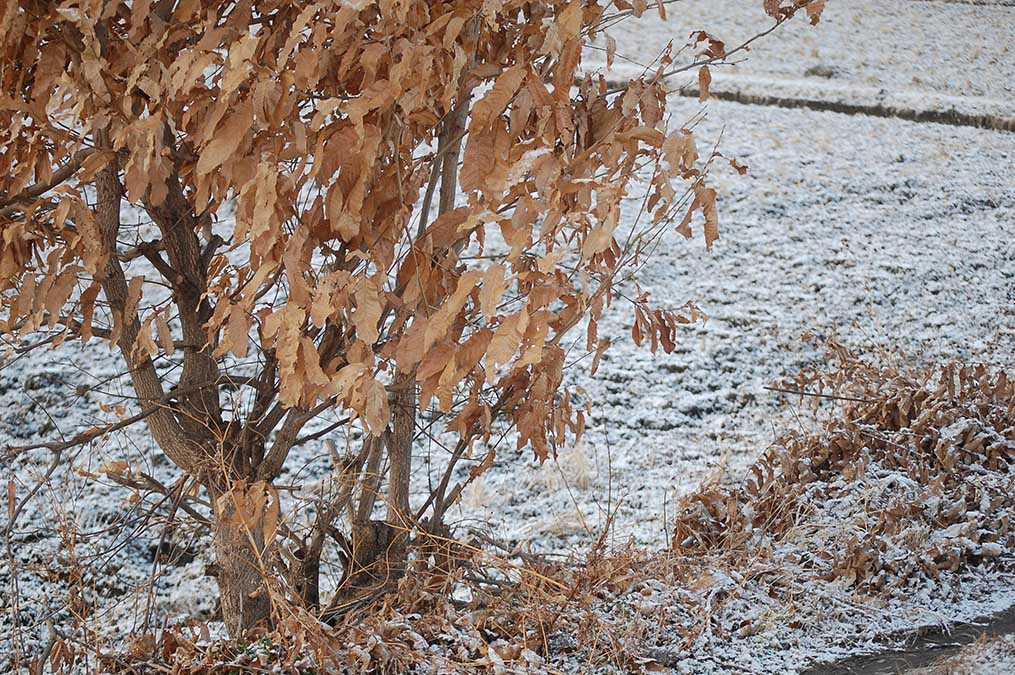 雪