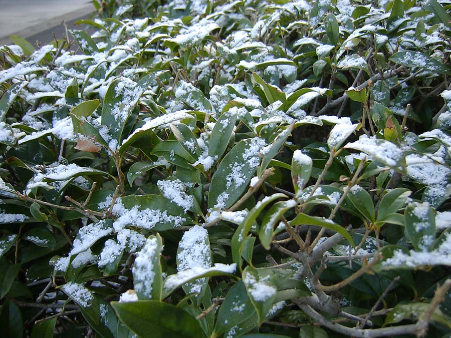 雪