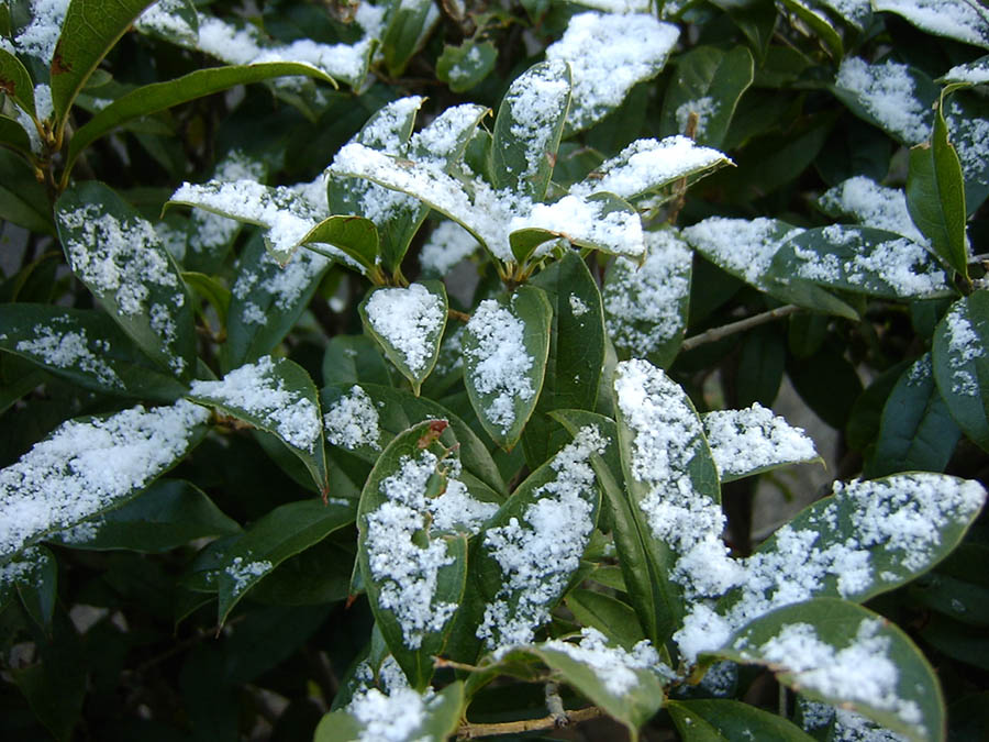 雪