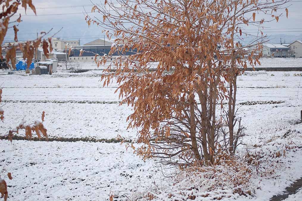 雪