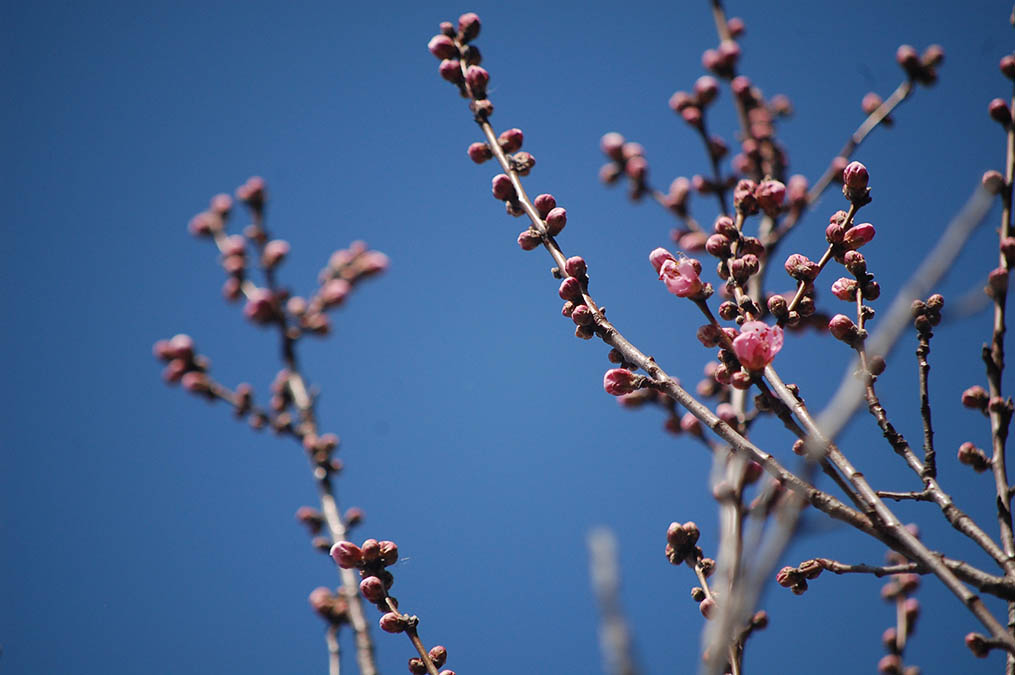 花桃のつぼみ