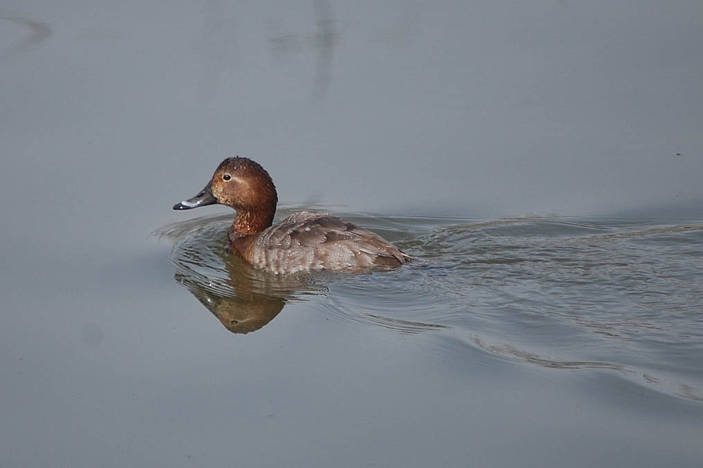 牛肉のプルコギ