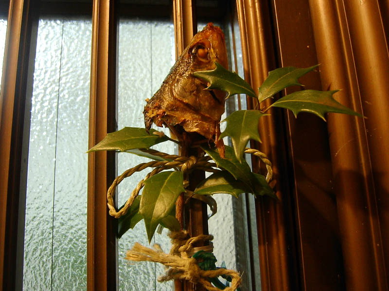 ヒイラギいわし