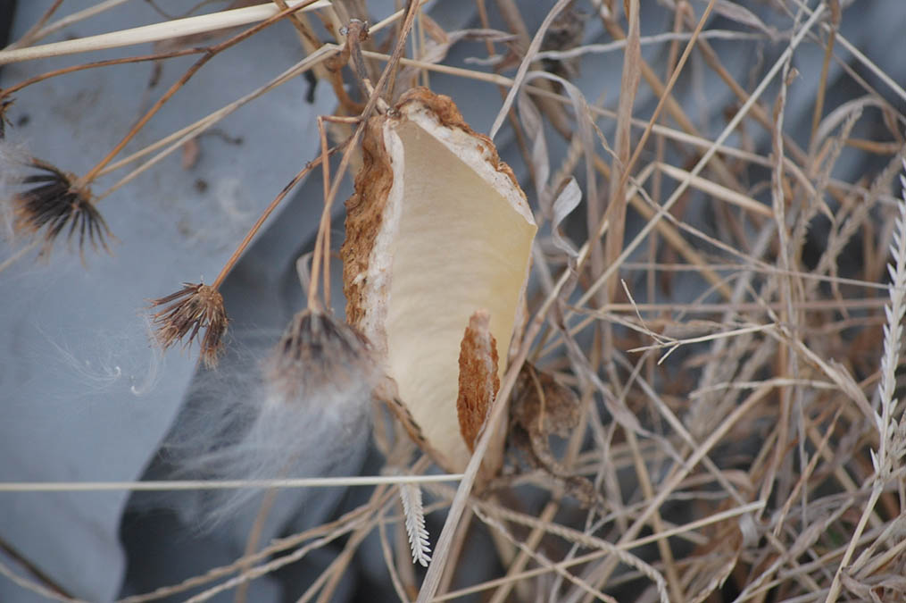 ガガイモの実の殻