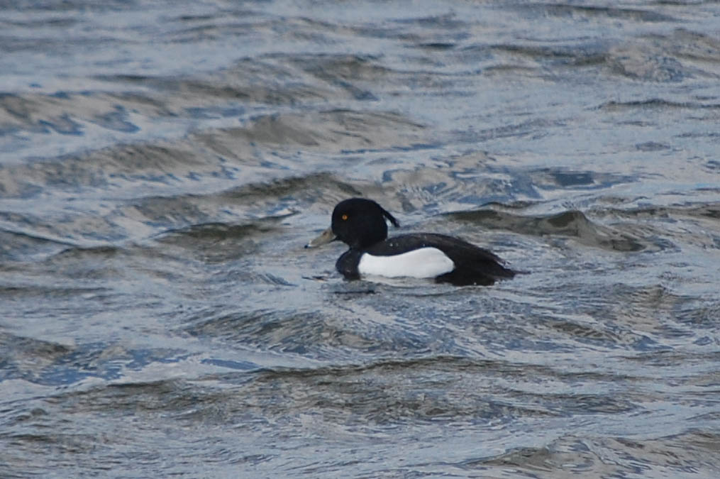 キンクロハジロ