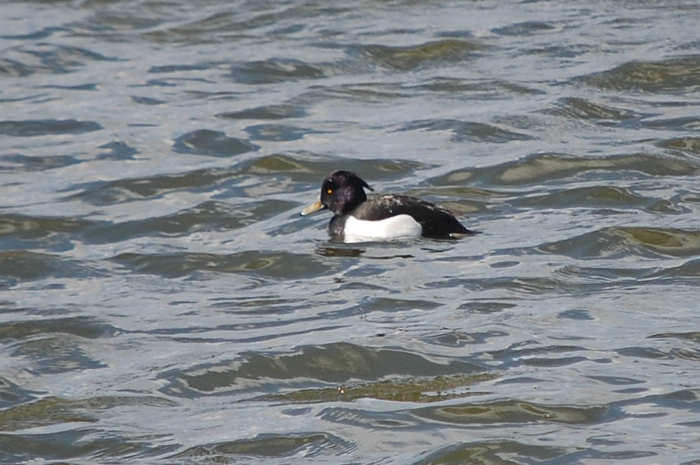 キンクロハジロ