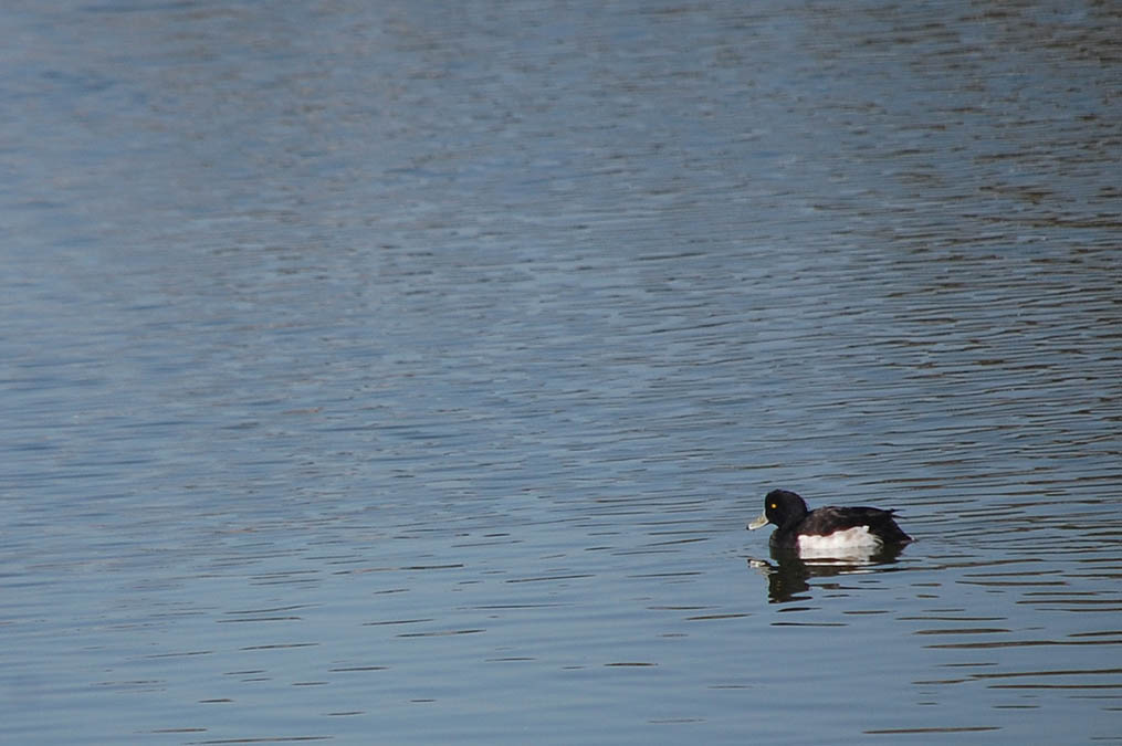 キンクロハジロ