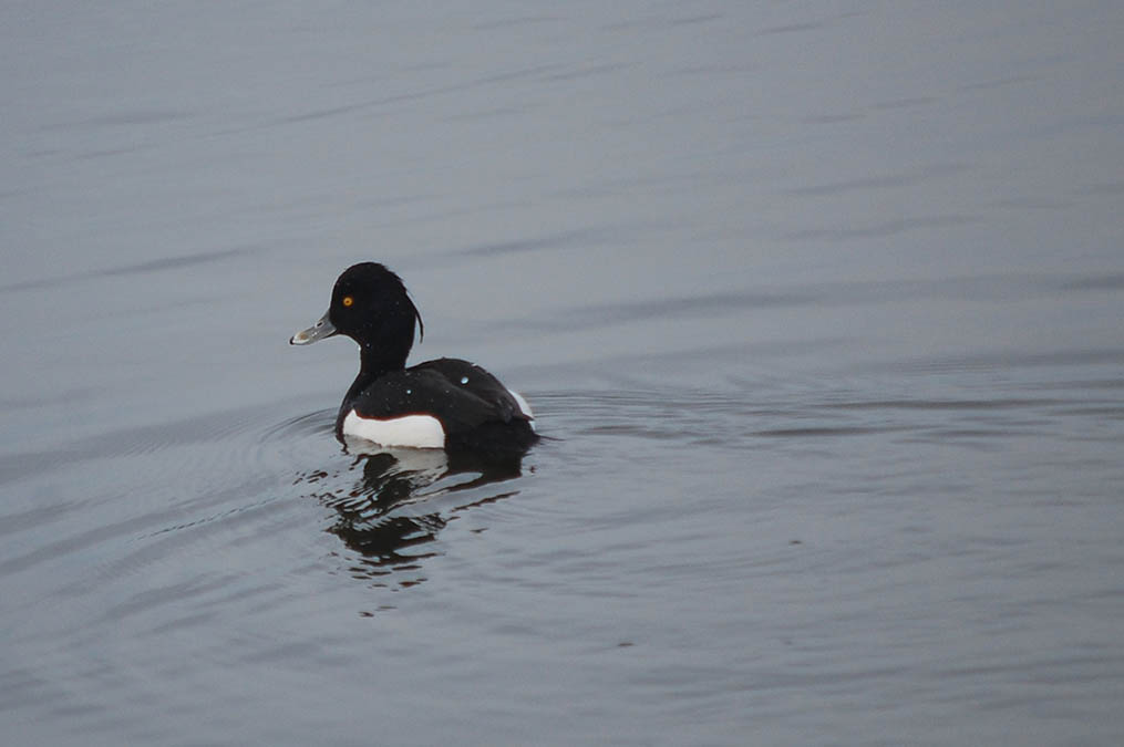 キンクロハジロ