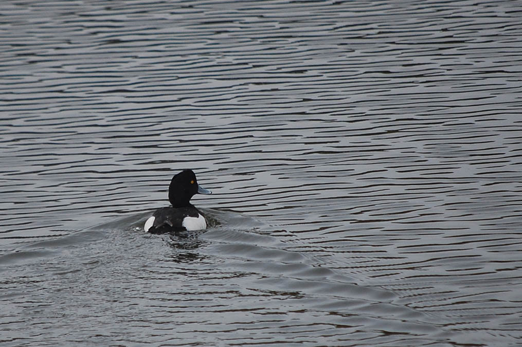 キンクロハジロ