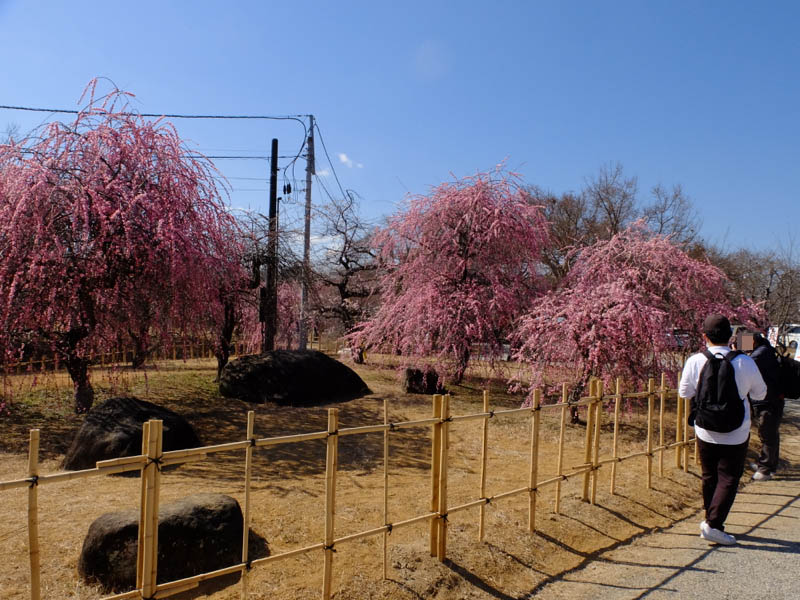 大和郡山城跡へ