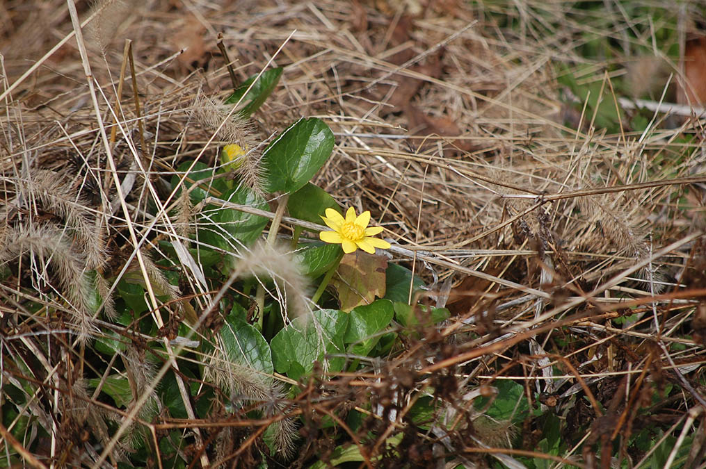ヒメリュウキンカ