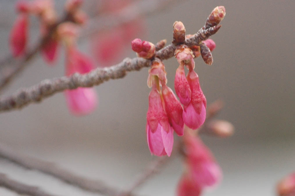 カンヒサクラのつぼみ
