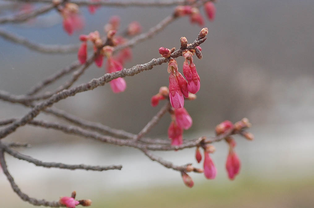 カンヒサクラのつぼみ