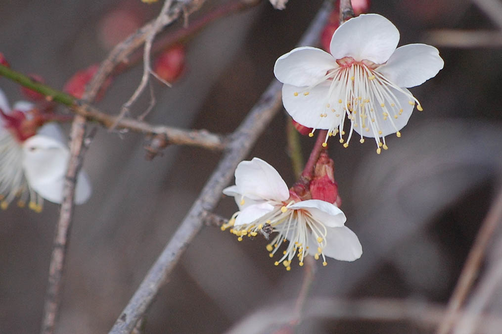 白梅