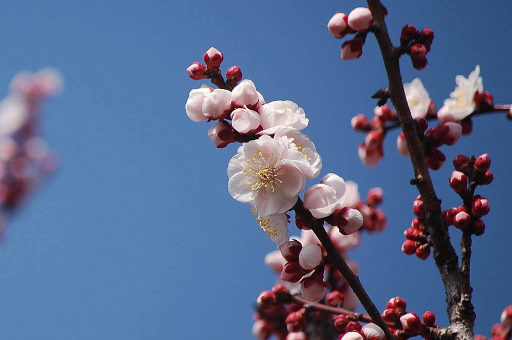 ピンクの梅の花