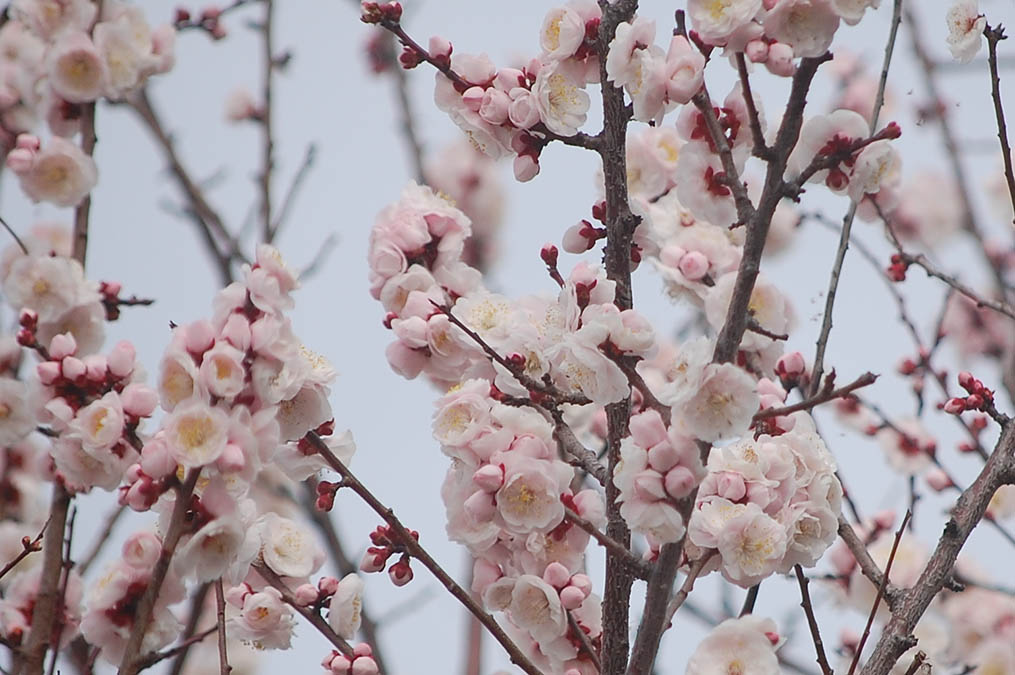 ピンクの梅の花